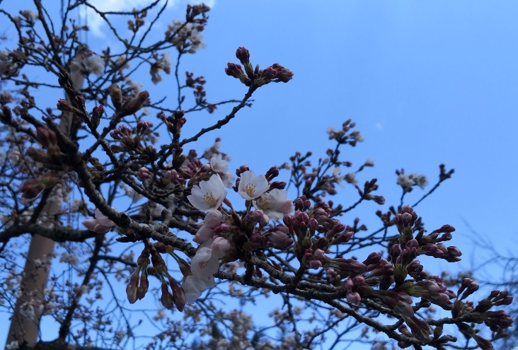 ゴルフ　桜 桜 花見　ゴルフ トーシンさくら ラウンド ゴルフ女子 岐阜　ゴルフ場　桜 岐阜　ゴルフ場